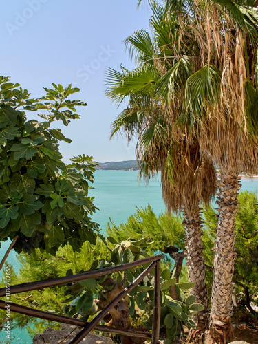 Landscape in Vieste, with a fig tree, two palm trees and the turquoise crystalline water of the Adriatic sea. Vieste, Province of Foggia, Apulia, Puglia, Italy, Europe