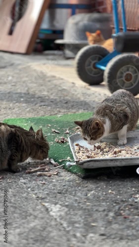 Cinematic Stray Cat Family Feeding, Friendly Interaction, South Korea