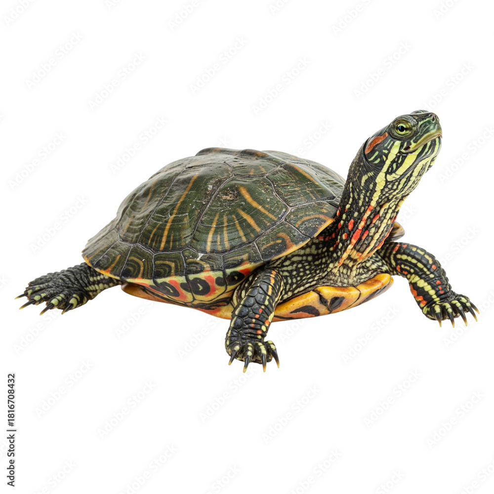 Fototapeta premium Red eared slider turtle isolated on transparent background