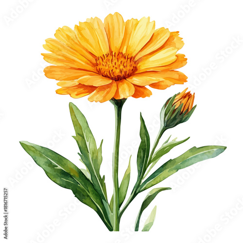 Calendula Flower, watercolor vector, isolated on a white background.