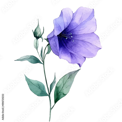 Bellflower Flower, watercolor clipart vector, isolated on a white background.