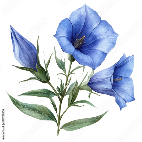 Bellflower Flower, watercolor clipart vector, isolated on a white background.