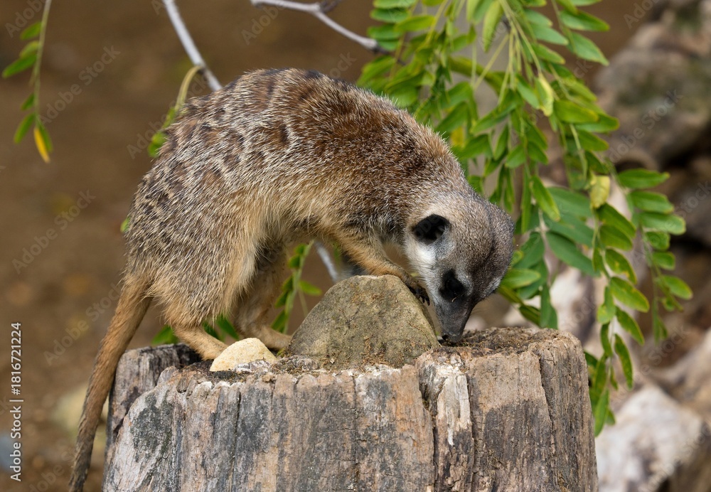 Fototapeta premium meerkat on the lookout