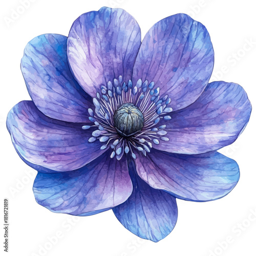 Beggarticks Flower, watercolor vector, isolated on a white background.