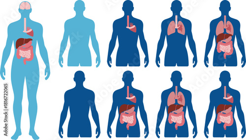 Human internal organs anatomy diagram set in blue silhouettes, showing brain, heart, lungs, stomach, liver, and intestines for medical education and science.