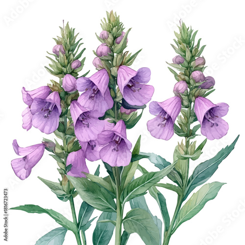 Balsam Flower, watercolor clipart vector, isolated on a white background.