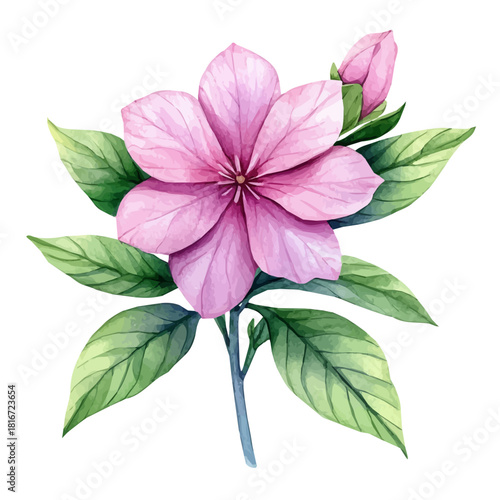 Balsam Flower, watercolor painting vector, isolated on a white background.