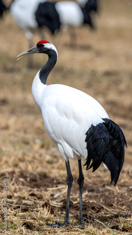 Obraz premium Endangered Red-Crowned Crane in the Wild