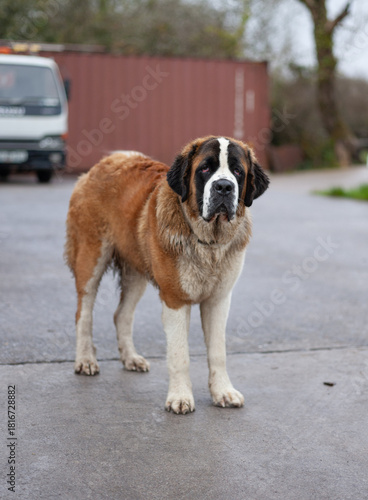 vmalisauskas@gmail.com