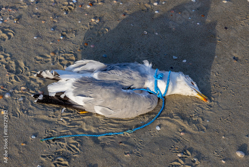 A dead seagull that has become entangled in a blue plastic rope on a sandy beach. This tragic event is a direct consequence of marine plastic pollution, a significant and increasing global problem