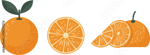 Set of fresh orange fruit illustration isolated on white background