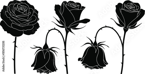 Set of black rose silhouettes with thorns and leaves, blooming flowers and drooping buds collection, vector illustration design isolated on white.