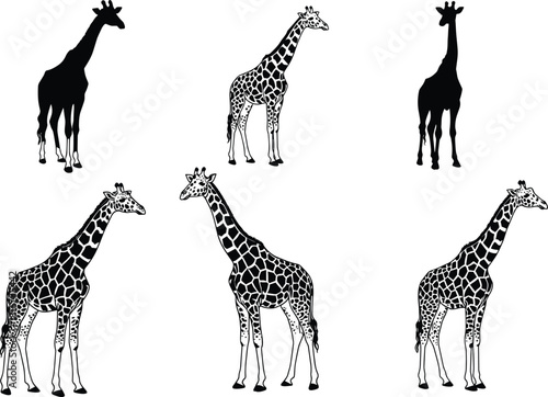 Giraffe silhouettes and detailed illustrations, standing, walking, African wildlife, tall animals, spotted design, black shapes, flat vector