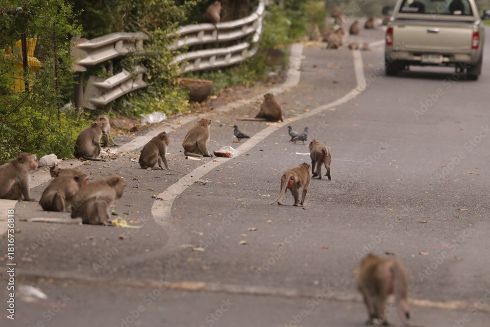 Fototapeta premium 태국 방센 카오삼묵 원숭이산에서 만난...아스팔트 도로위에서 구걸하는 느낌 원숭이들의 다양한 행동패턴, 표정, 눈짓, 상호관계,