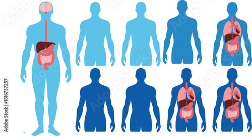 Set of human body silhouettes with internal organs highlighted, showing heart, brain, lungs, and digestive system for educational, medical, and anatomical vector illustration.