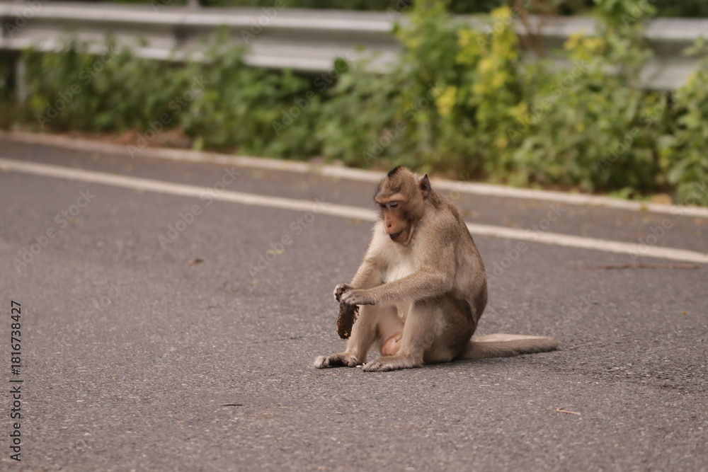 Fototapeta premium 태국 방센 카오삼묵 원숭이산에서 만난...아스팔트 도로위에서 구걸하는 느낌 원숭이들의 다양한 행동패턴, 표정, 눈짓, 상호관계, 