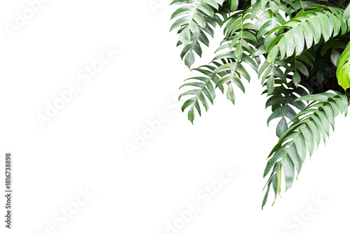 Philodendron plant grow in rain forestม transparency background