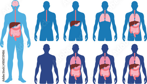 Step-by-step human body anatomy diagram set, illustrating the brain, esophagus, lungs, liver, and intestines in blue and pink for medical study.