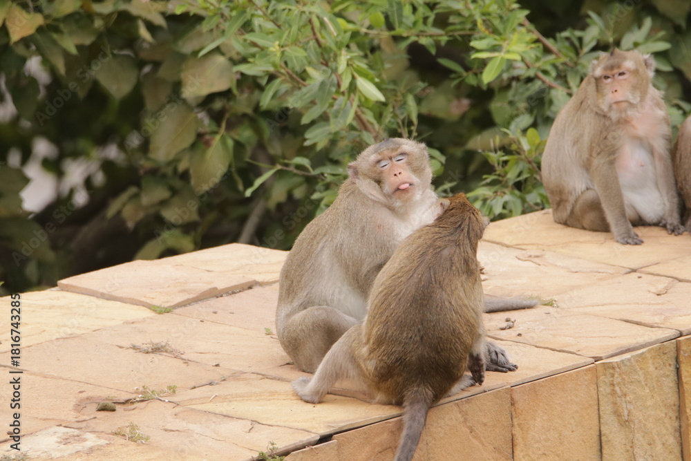 Obraz premium 털 고르고 이 잡아주는 잉꼬부부같이 사이좋은 원숭이, 긴꼬리 원숭이, 태국 방센 카오삼묵 