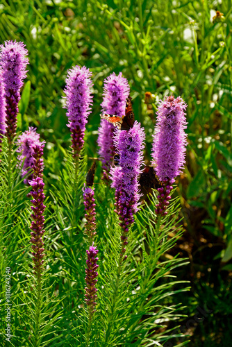 kwitnąca liatra kłosowa, fioletowe kwiaty laitry, motyle na kwiatach liatry, Liatris spicata, dense blazing star, prairie feather, gayfeather, button snakewort	