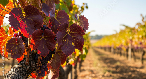 Autumn vineyard landscape. Ripe grapes on vine with colorful leaves for winemaking, harvest season. Perfect for wine, agriculture, viticulture, Thanksgiving designs.