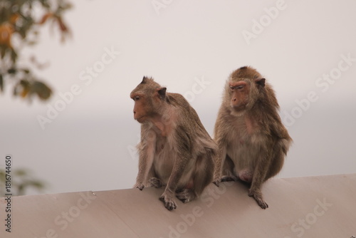 원숭이들의 다양한 행동패턴, 표정, 눈짓, 상호관계, 태국 방센 카오삼묵 산정상 지붕위에서...
