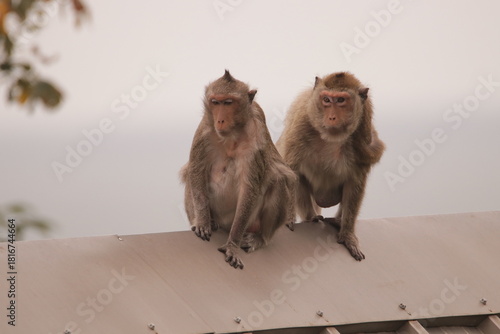 원숭이들의 다양한 행동패턴, 표정, 눈짓, 상호관계, 태국 방센 카오삼묵 산정상 지붕위에서...
