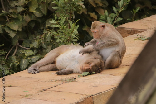털 고르고 이 잡아주는 잉꼬부부같이 사이좋은 원숭이, 긴꼬리 원숭이, 태국 방센 카오삼묵
