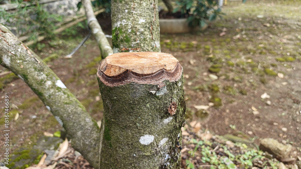 Obraz premium Close-up of a clean cut on a Durian Tree stump, revealing the inner texture and rings. Perfect for concepts of tropical agriculture, pruning, fruit cultivation, and raw wood materials.