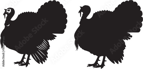 Two black silhouettes of turkeys with fanned tails isolated on transparent background