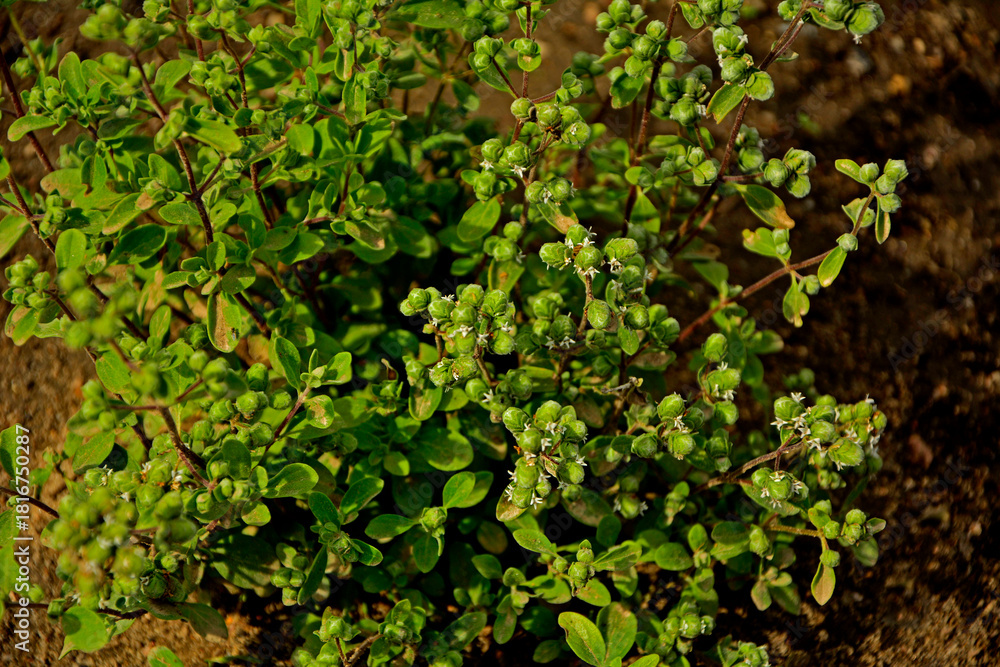 Obraz premium majeranek rosnący w ogrodzie, Lebiodka majeranek, majeranek ogrodowy, Origanum majorana, oregano, Fresh oregano green organic. fresh herbs. healthy lifestyle, marjoram buds, pąki majeranku 