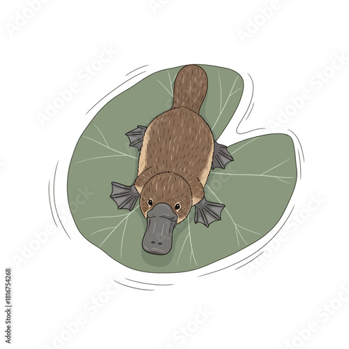 Platypus Resting on a Lily Pad in Nature.
