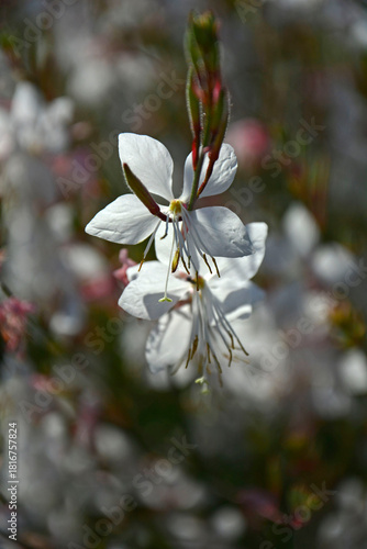 Gaura Lindheimera - Gaura lindheimeri, kwitnąca gaura na rozmytym tle, bokeh, gaura w słońcu, gaura flower in the sun	