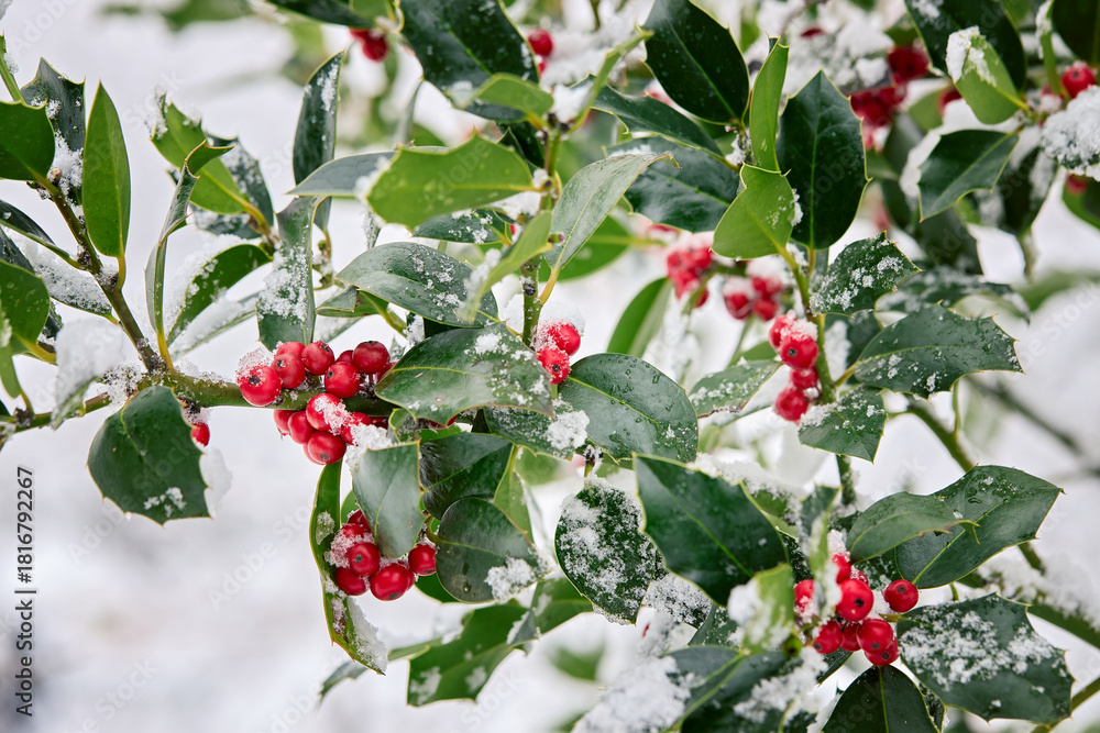 Obraz premium Close-up of holly branches with bright red berries covered with fresh snow.