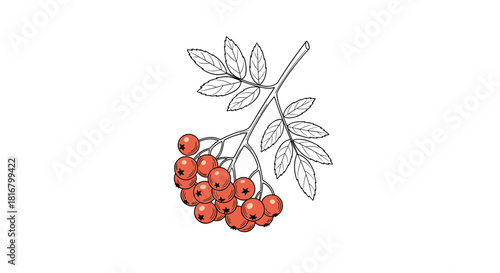 Rowan branch with berries and leaves illustration features an elegant sketch with red berries for a natural, organic feel.