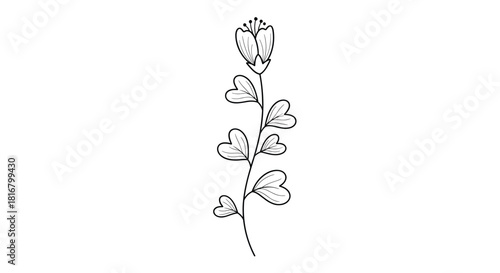 Delicate botanical illustration featuring a flowering stem with heart-shaped leaves and a simple, elegant design for nature-themed projects.