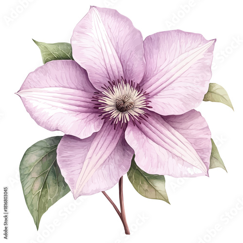 Clematis Flower, watercolor clipart vector, isolated on a white background.