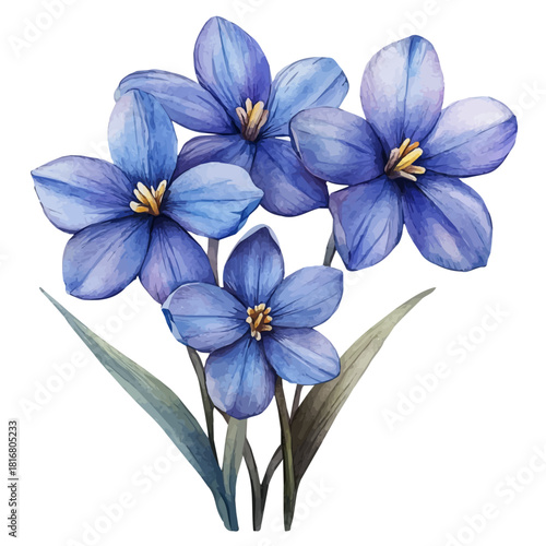 Chionodoxa Flower, watercolor painting vector, isolated on a white background.