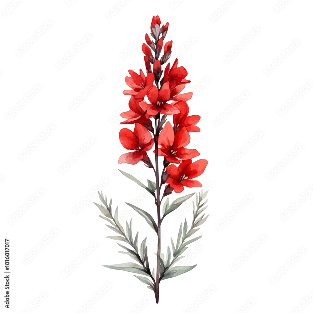 Obraz premium Cardinal Flower, watercolor drawing vector, isolated on a white background.