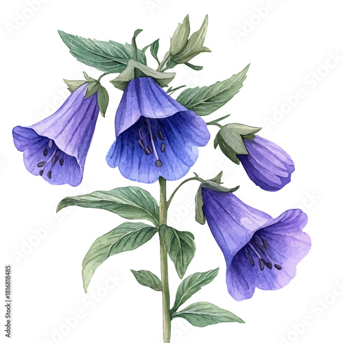 Canterbury Bells Flower, watercolor drawing vector, isolated on a white background.