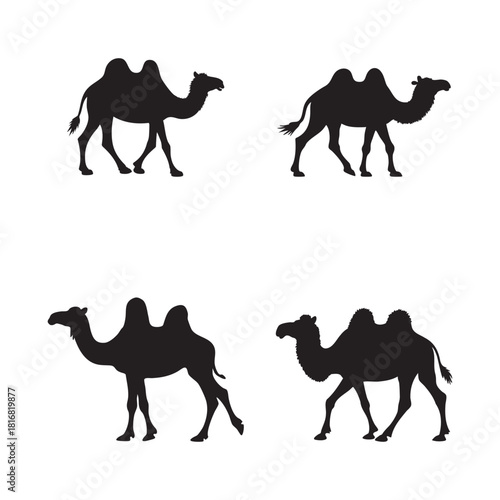 Desert camel silhouette on white background