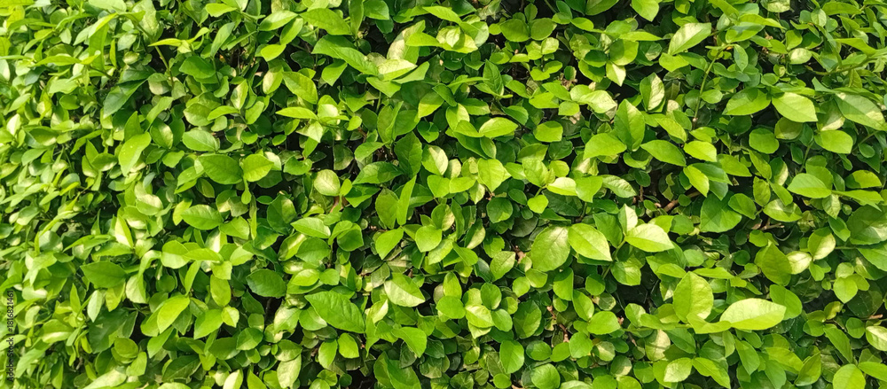 Fototapeta premium Small-Leaved Green Hedge, Fresh Green Carpet of Nature, Dense Green Shrubbery