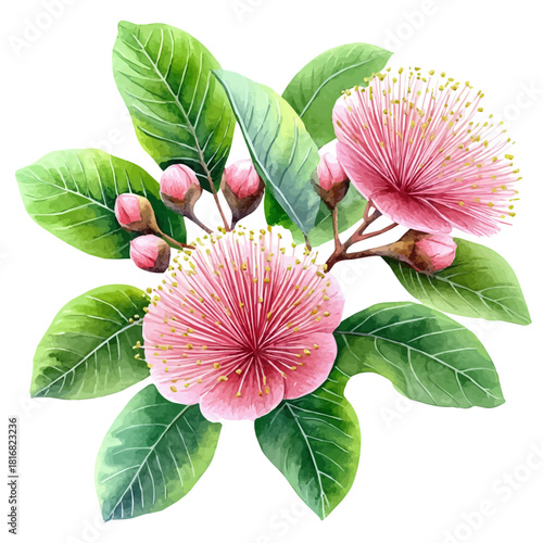 Calliandra Flower, watercolor clipart vector, isolated on a white background.
