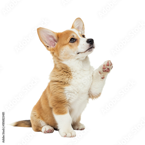 Cute pembroke welsh corgi puppy raising its paw isolated on transparent background