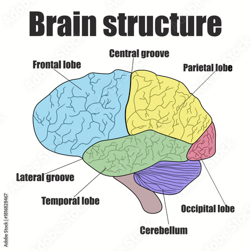 Human brain structure. Labeled educational colorful scheme with frontal, temporal, parietal and occipital lobe vector illustration. Hemisphere sides. Vector