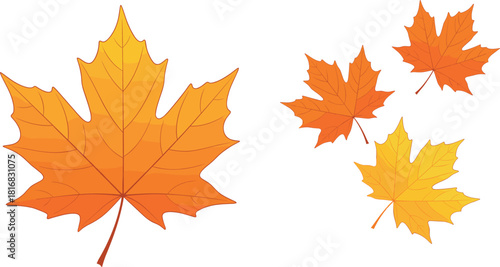Vibrant autumn maple leaf vector illustration set featuring detailed fall foliage in warm orange and yellow tones for seasonal design projects.