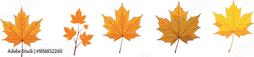 Collection of colorful autumn maple leaves illustrated in detailed vector style, showcasing various seasonal shapes, textures, and vibrant fall foliage designs.
