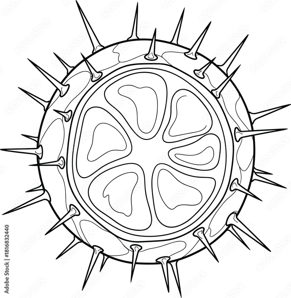 Fototapeta premium Spiked Chestnut or Seed Pod Line Art Black and White Vector Illustration