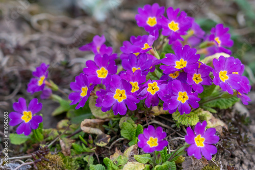 Obraz na plátně Primroses