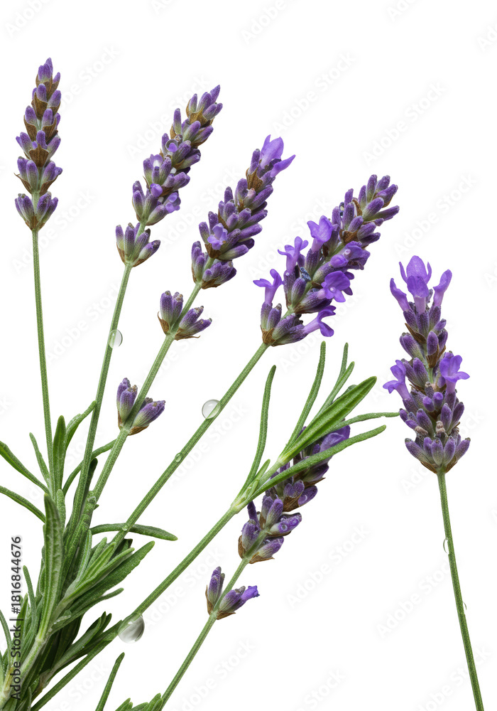 Fototapeta premium Close-up macro of fresh, vibrant purple lavender sprigs with water droplets, elegantly arranged on a transparent background with copy space. Concept of natural aromatherapy and purity